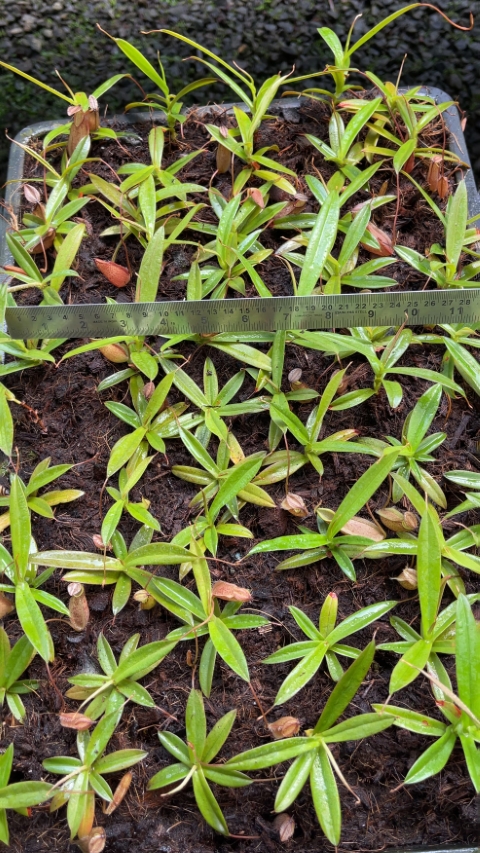 N. tentaculata – selected clone