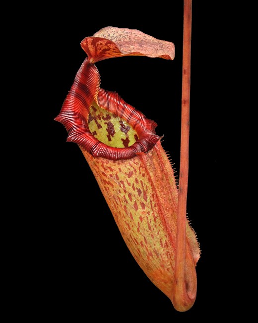 N. rajah x (burbidgeae x edwardsiana) – assorted clones