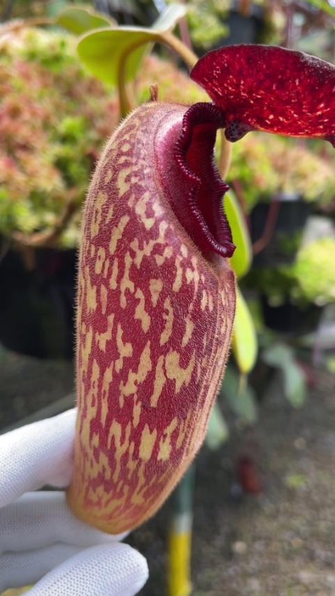 N. klossii - confirmed true clone