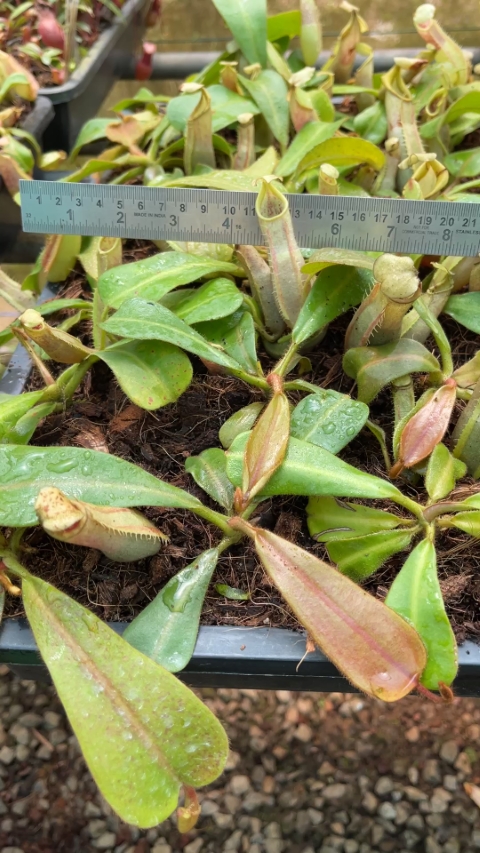 N. veitchii - intermediate - assorted clones