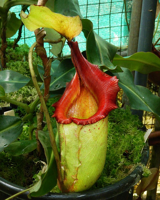 N. rajah x veitchii – assorted clones