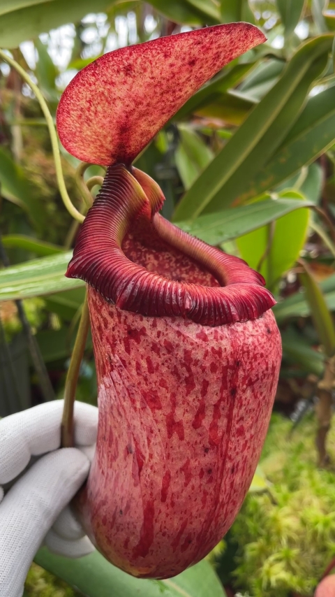 N. sibuyanensis x merrilliana – selected clones