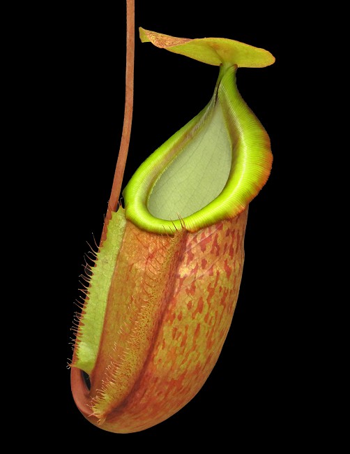 N. spathulata x glabrata – assorted clones