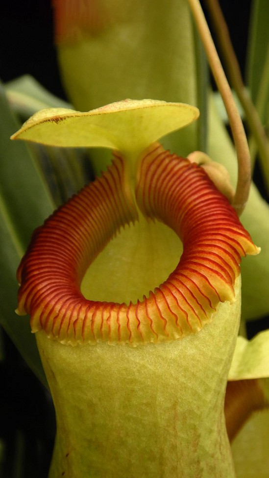 N. barcelonae - assorted clones