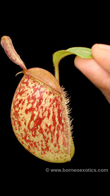 N. ampullaria -'Bronze Nabire’ - selected clone