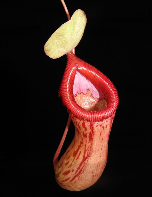 N. ventricosa x burkei – selected clone