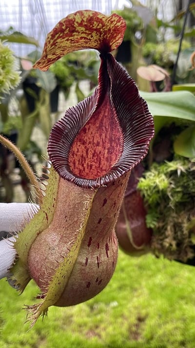 N. hamata x veitchii - assorted clones