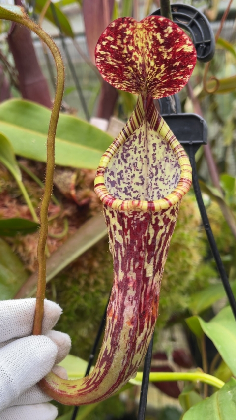 N. stenophylla – best selected clone