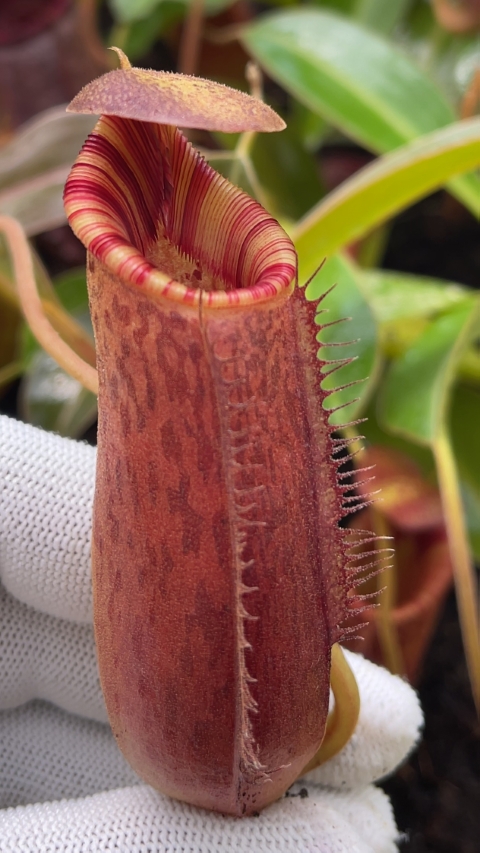 N. (aristolochioides x spectabilis) x lowii – assorted clones