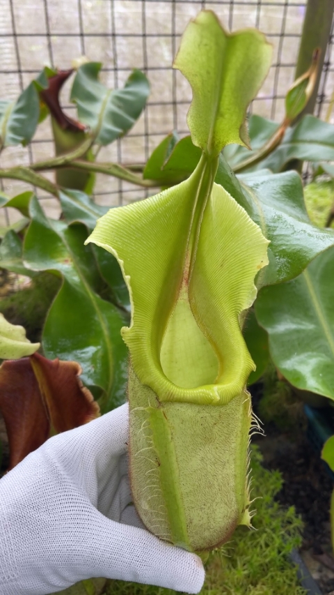 N. veitchii - intermediate - assorted clones