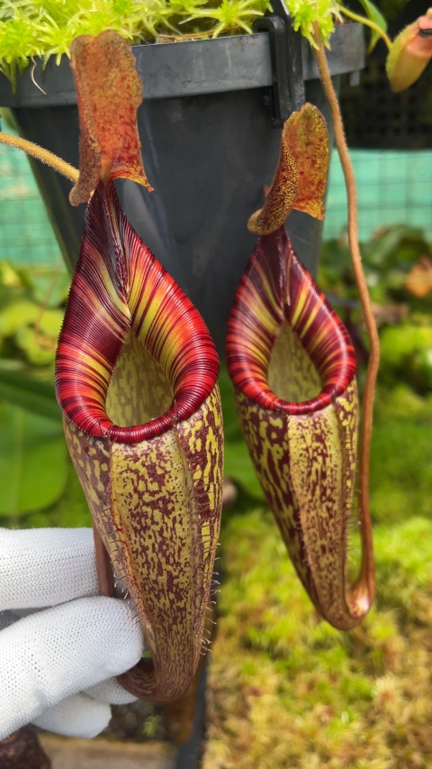 N. talangensis x spectabilis