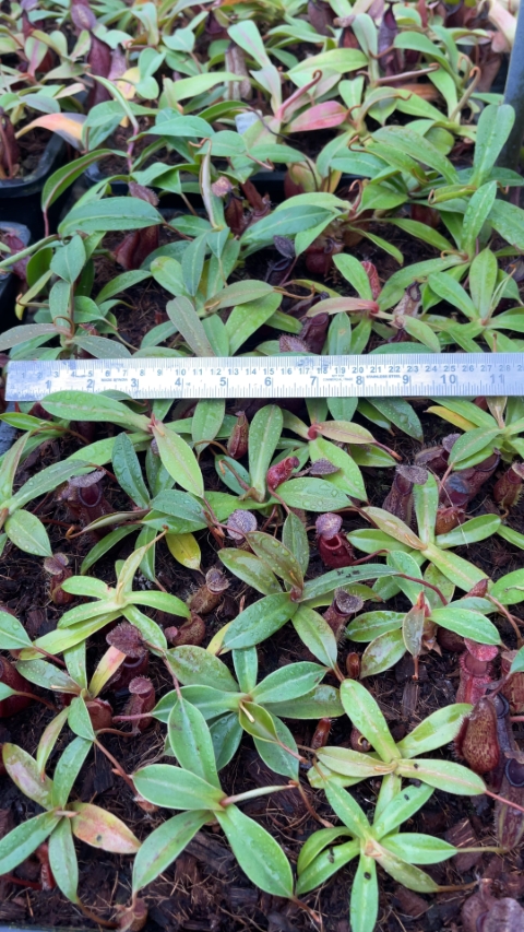 N. hamata x (lowii x tentaculata) - assorted clones