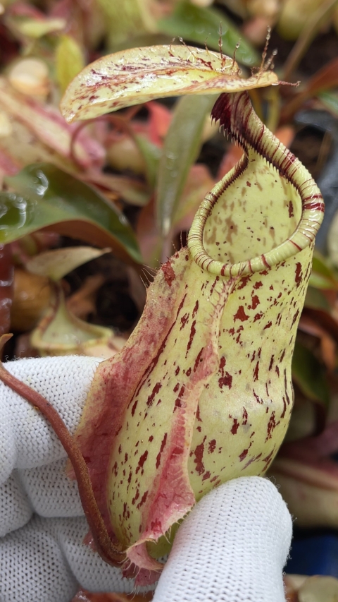 N. rafflesiana - Brunei light speckled - selected clone