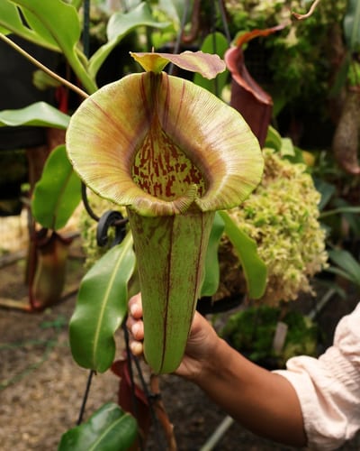 N. robcantleyi x jacquelineae – selected clone