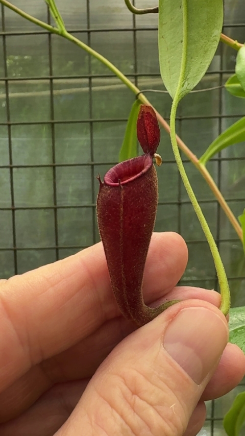 N. ampullaria x aristolochioides – selected red clones