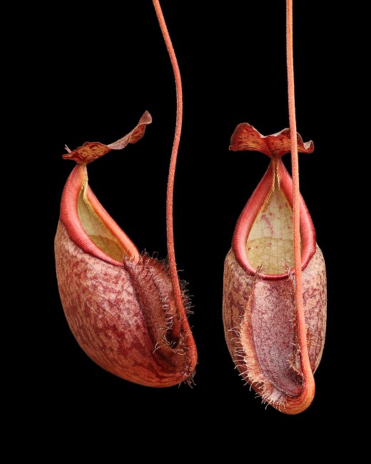 N. gymnamphora – Talakmau - assorted clones