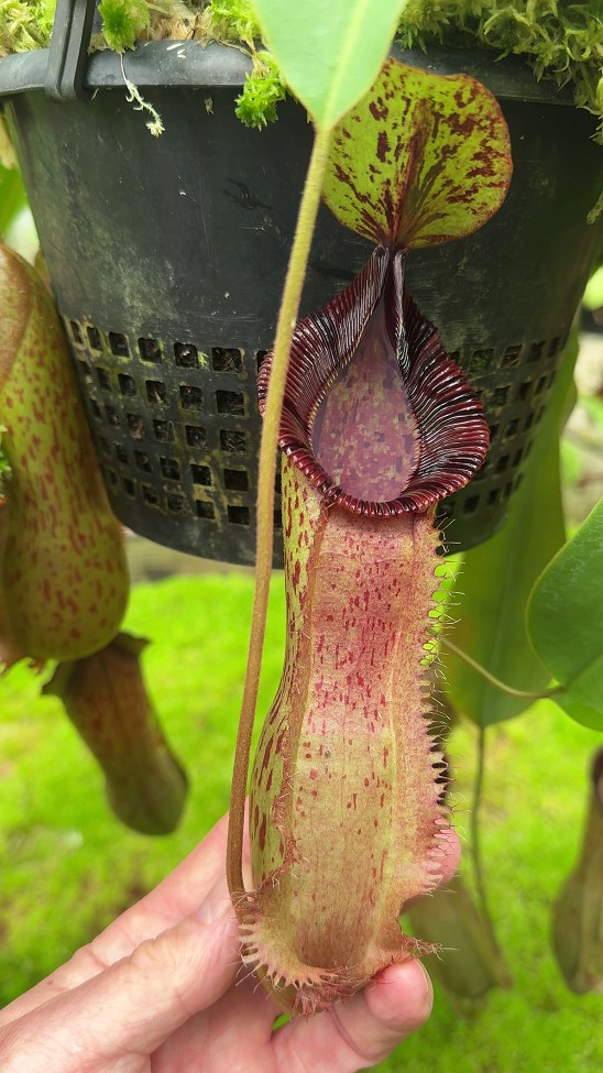 N. hamata x (veitchii x lowii) - assorted clones