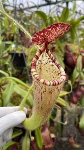 N. glandulifera - assorted clones