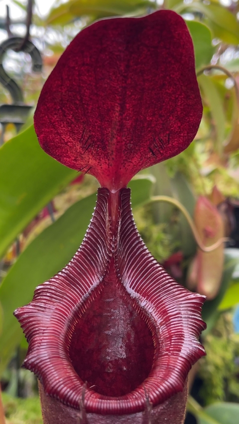 N. rajah x lowii - assorted clones