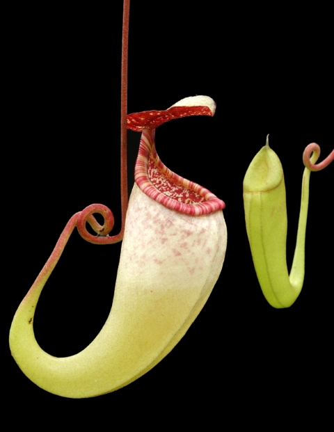 N. copelandii - assorted clones