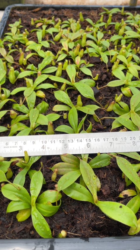 N. sibuyanensis x klossii