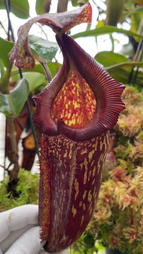 N. maxima x ‘trusmadiensis’ - selected clones