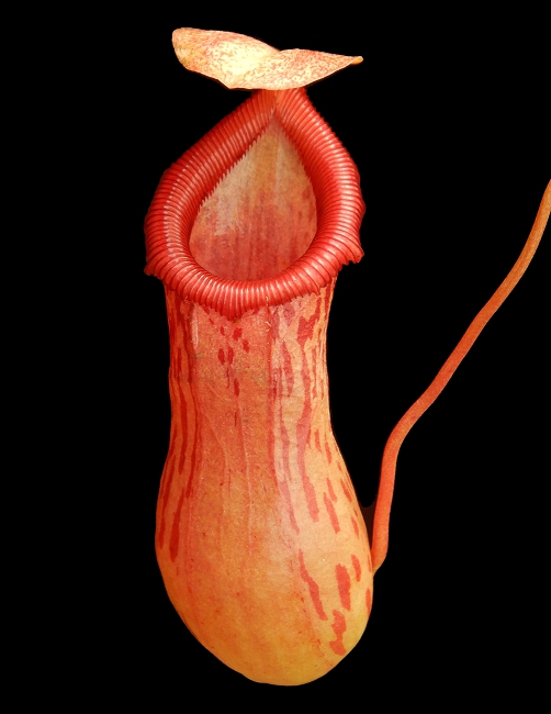 N. ventricosa x burkei – selected clone