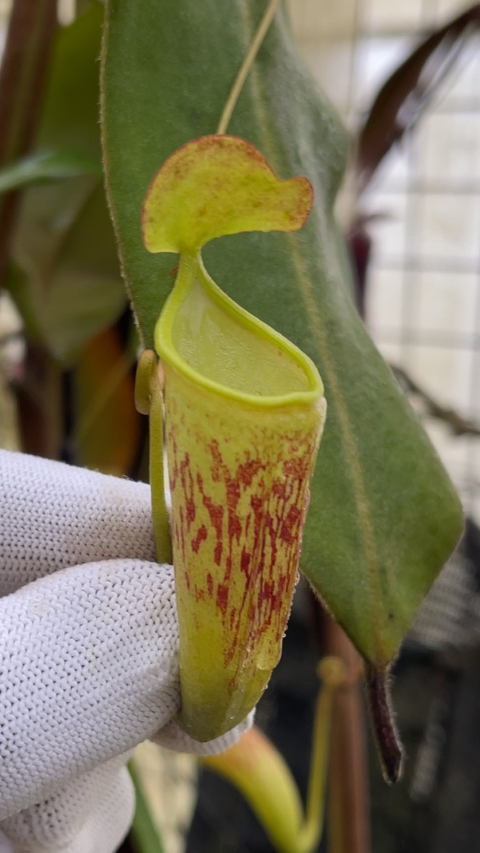 N. ceciliae - assorted clones