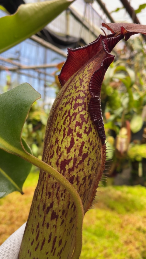 N. klossii x robcantleyi – assorted clones