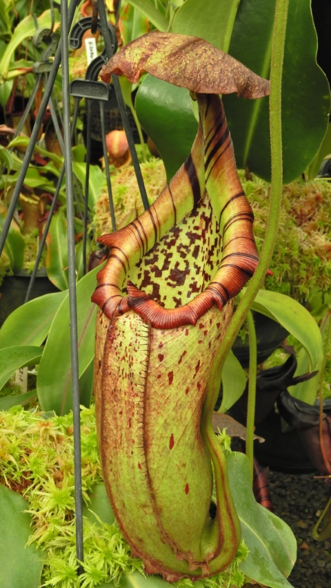 N. burbidgeae x robcantleyi – selected clone