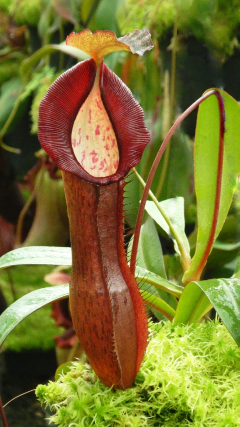 N. ramispina x singalana – selected clone