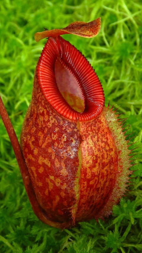 N. aristolochioides x diabolica - assorted clones from cuttings
