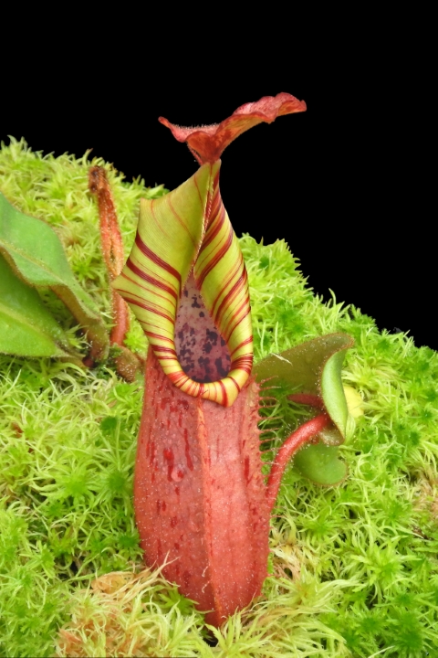 N. (veitchii x platychila) x veitchii – best selected clone