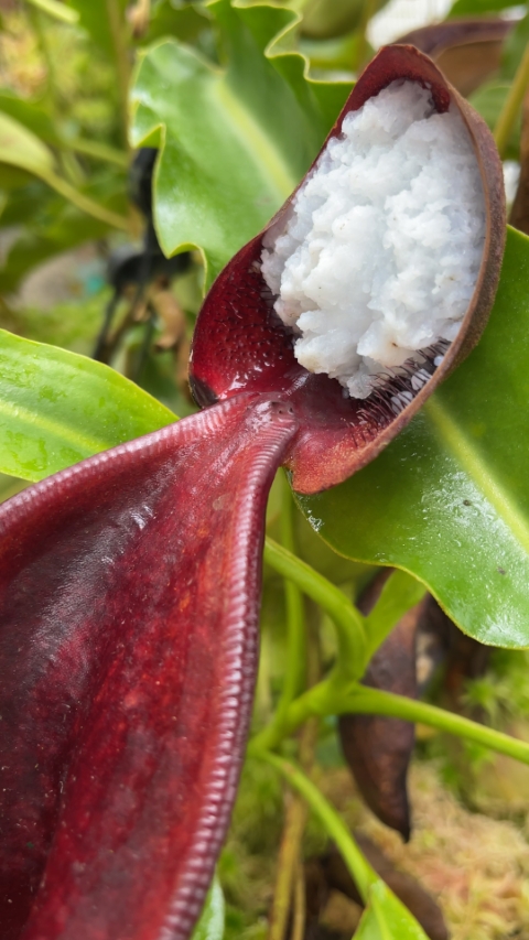 WIP N. lowii - Trus Madi - best selected clone