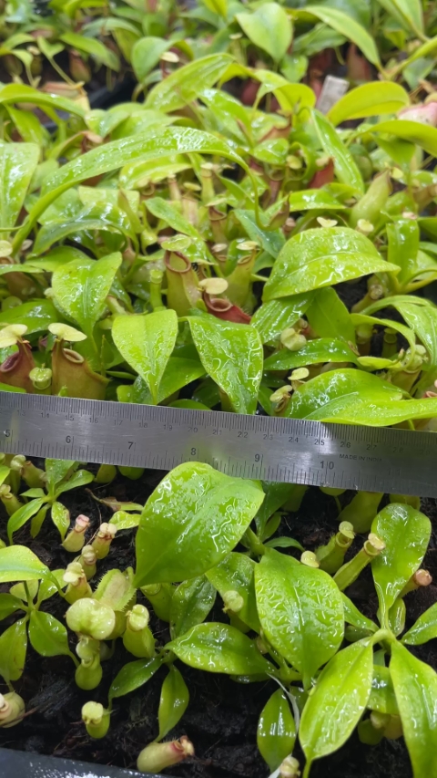 N. bicalcarata - Brunei red-flush - selected clone