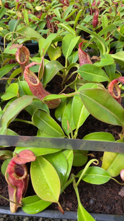 N. spathulata x (burbidgeae x edwardsiana)