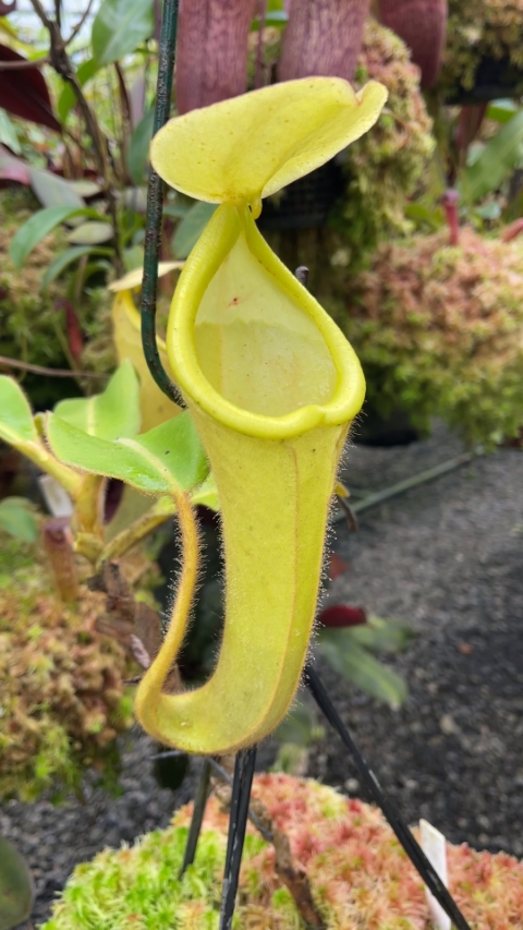 N. chaniana - assorted clones