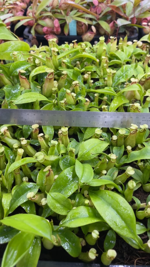 N. bicalcarata - Brunei orange - selected clone