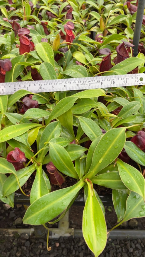 N. spathulata x gymnamphora – best selected clone