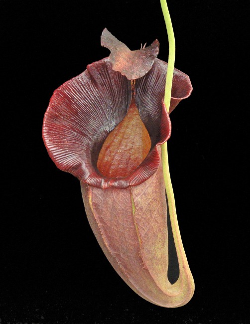 N. spathulata x jacquelineae – best selected clone