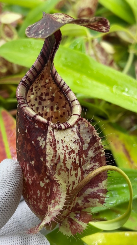 N. bellii - selected clone