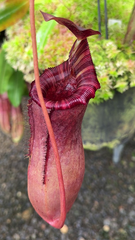 N. sibuyanensis x lowii - assorted clones