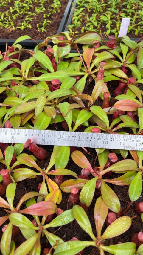 N. burkei x (burbidgeae x edwardsiana) - assorted clones