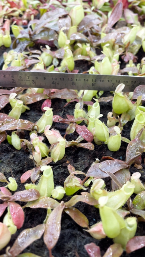 N. ampullaria - Papua intermediate