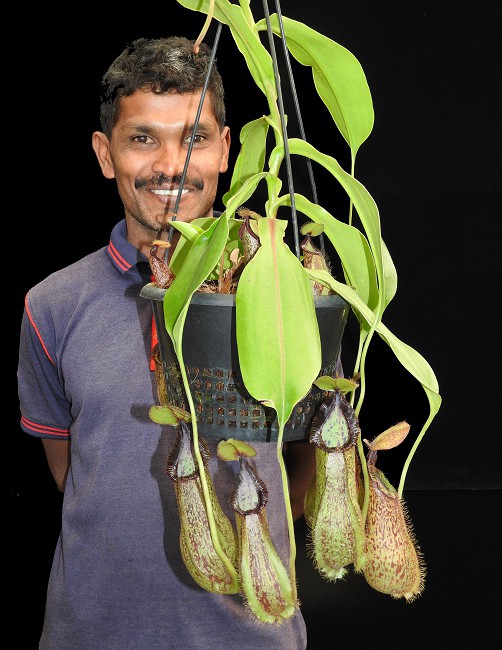 N. hamata x robcantleyi – assorted clones