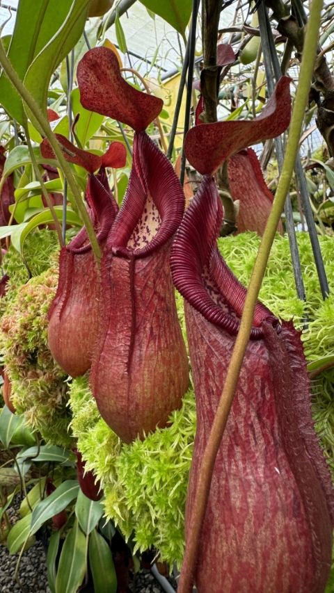 N. petiolata - assorted clones