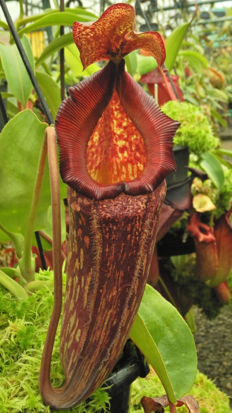 N. maxima x ‘trusmadiensis’ - selected clones