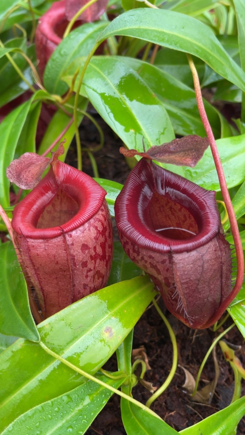 N. mira x tenuis – assorted clones