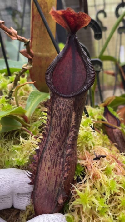 N. hamata x (lowii x tentaculata) - assorted clones