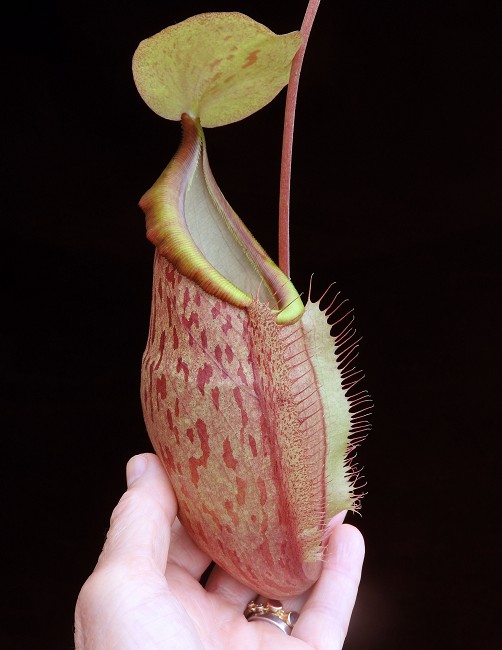 N. spathulata x glabrata – assorted clones